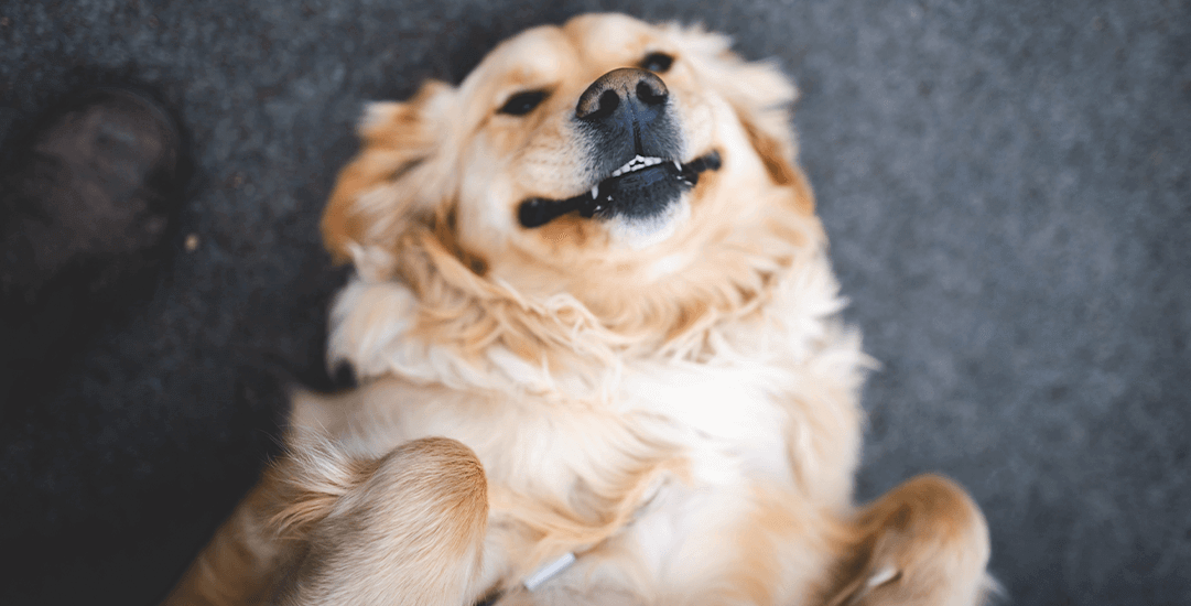 zalmolie-voor-hond-en-kat-5-redenen-waarom-visolie-van-wilde-vis-een-beter-alternatief-is