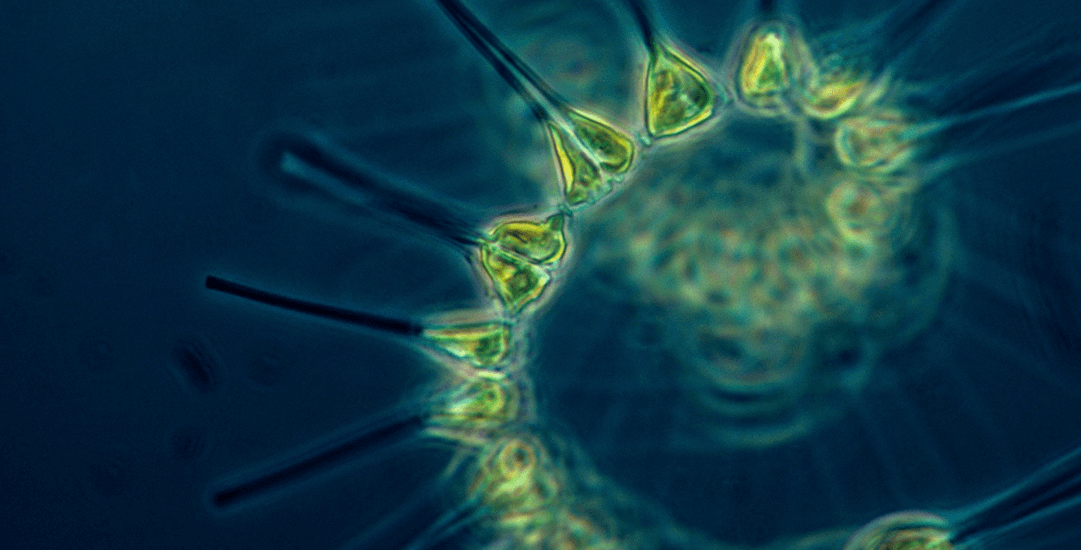 wat-is-fytoplankton-en-waar-vind-je-het