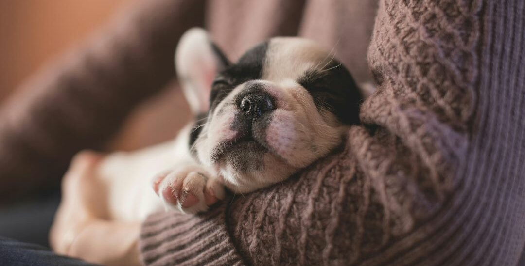de-voordelen-van-omega-3-voor-je-hond