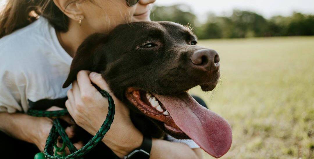 zalmolie-hond