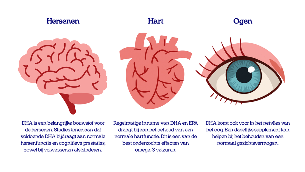 Illustratie van hersenen, hart en oog met uitleg dat DHA bijdraagt aan een normale hersenfunctie, hartfunctie en gezichtsvermogen