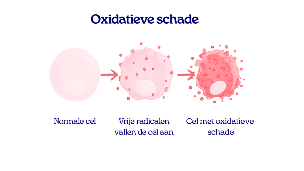 Illustratie van oxidatieve schade: een normale cel, vrije radicalen die de cel aanvallen en een cel met oxidatieve schade